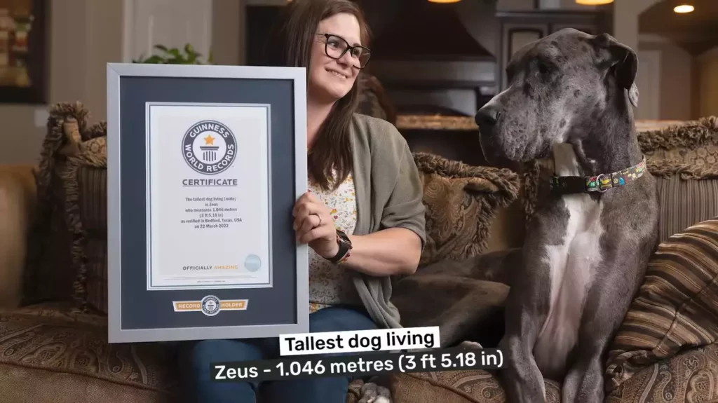 Zeus, the World's Tallest Dog: Guinness Book of World Records