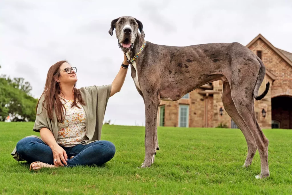 Zeus, the World's Tallest Dog: Guinness Book of World Records