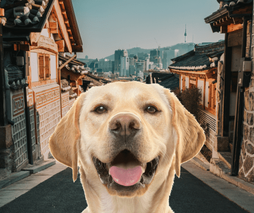 cute Labrador smiling, dog helps owner at restaurant in Korea