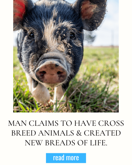Man Claims To Have Cross Breed Animals & Created New Breads Of Life.