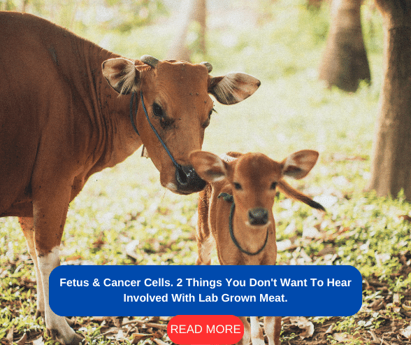 Fetus & Cancer Cells. 2 Things You Don't Want To Hear Involved With Lab Grown Meat.