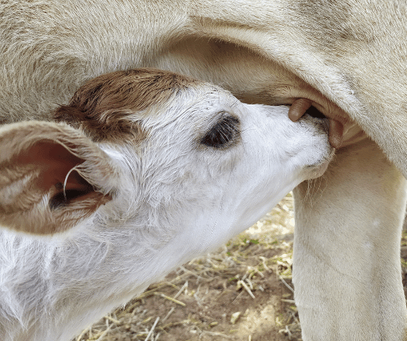 calf nursing