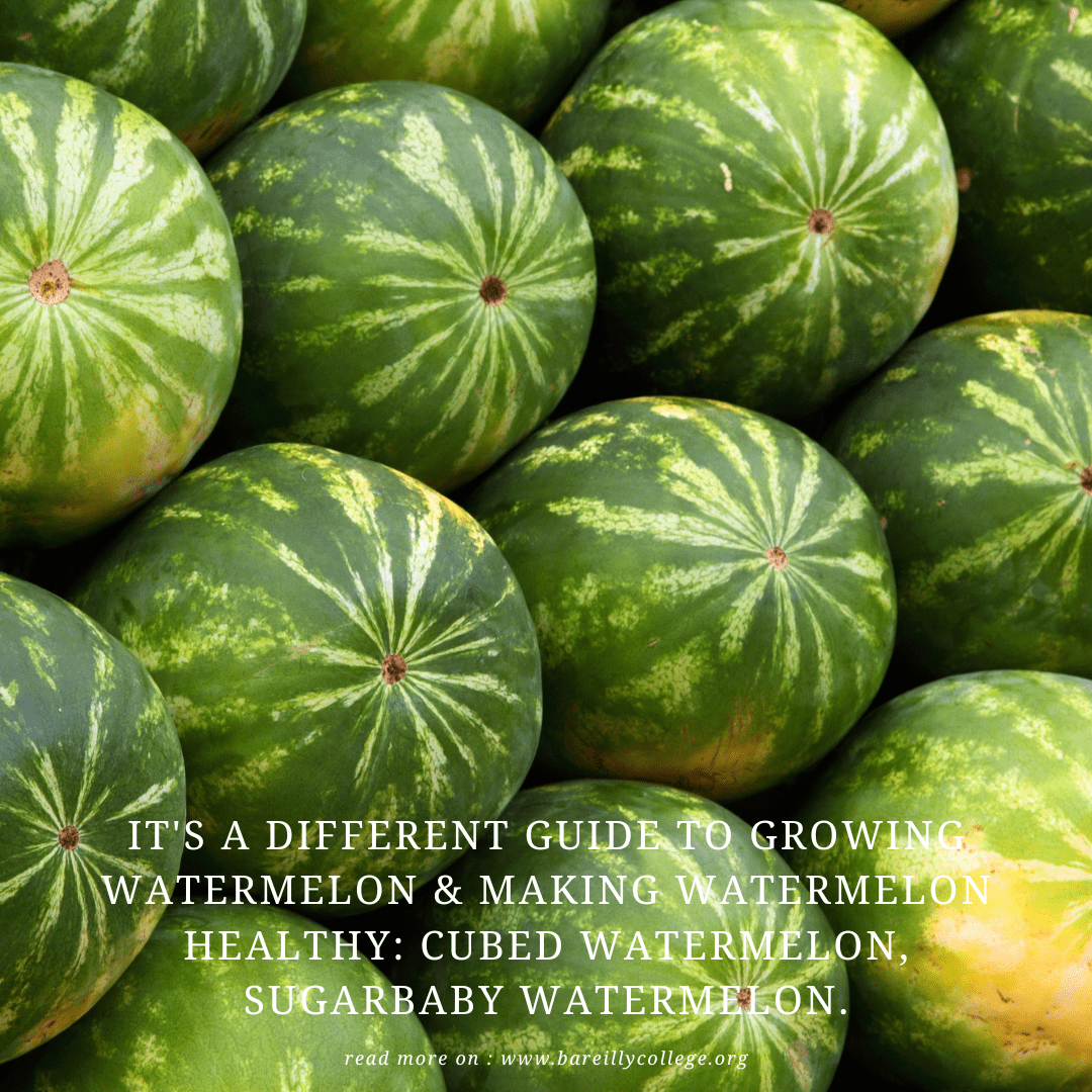 It's A Different Guide To Growing Watermelon & Making Watermelon Healthy Cubed Watermelon, sugarbaby watermelon.